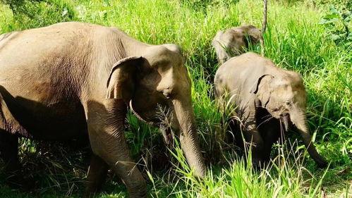 动物世界原版日本,揭秘原版日本自然奇观与神秘生灵