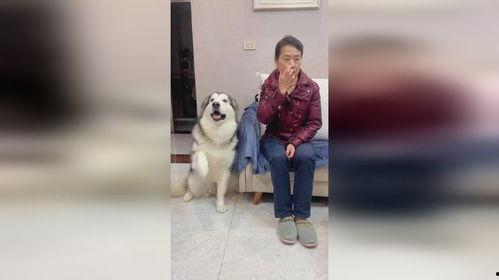 老公狗成精了咋办,揭秘宠物变身神秘力量的奇幻之旅